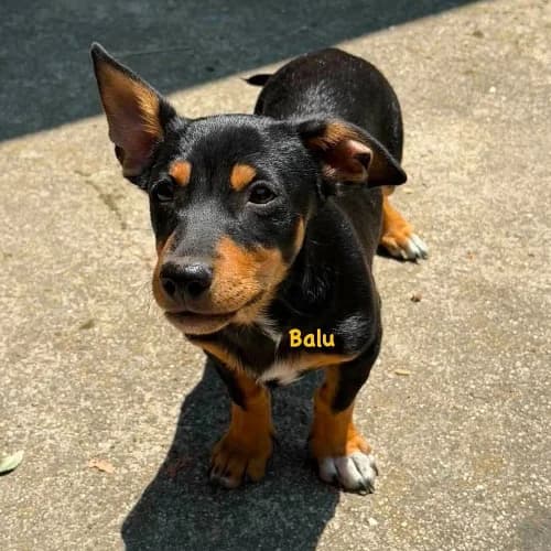 Balu, male puppy Mixed Breed for adoption at Herzblut-Tierschutzverein Deutschland e.V., Elmshorn