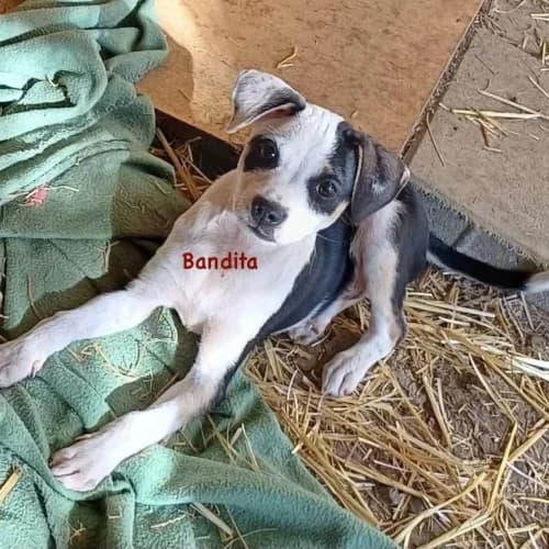 Bandita, female puppy Mixed Breed for adoption at Herzblut-Tierschutzverein Deutschland e.V., Elmshorn