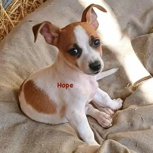Hope, female puppy Mixed Breed for adoption at Herzblut-Tierschutzverein Deutschland e.V., Elmshorn