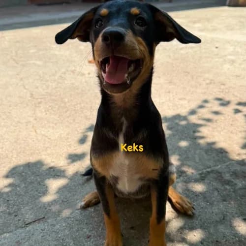 Keks, male puppy Mixed Breed for adoption at Herzblut-Tierschutzverein Deutschland e.V., Elmshorn