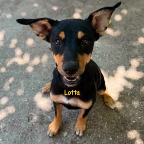 Lotta, female puppy Mixed Breed for adoption at Herzblut-Tierschutzverein Deutschland e.V., Elmshorn