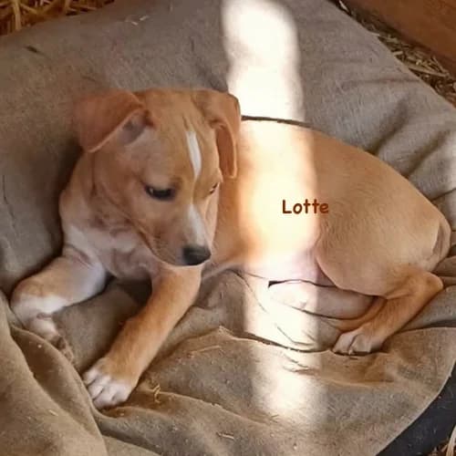 Lotte, female puppy Mixed Breed for adoption at Herzblut-Tierschutzverein Deutschland e.V., Elmshorn