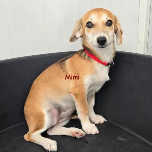 Mimi, female puppy Mixed Breed for adoption at Herzblut-Tierschutzverein Deutschland e.V., Elmshorn
