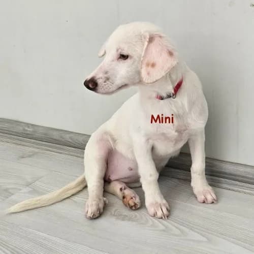 Mini, female puppy Mixed Breed for adoption at Herzblut-Tierschutzverein Deutschland e.V., Elmshorn