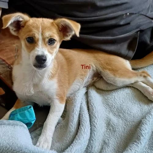 Tini, female puppy Mixed Breed for adoption at Herzblut-Tierschutzverein Deutschland e.V., Elmshorn