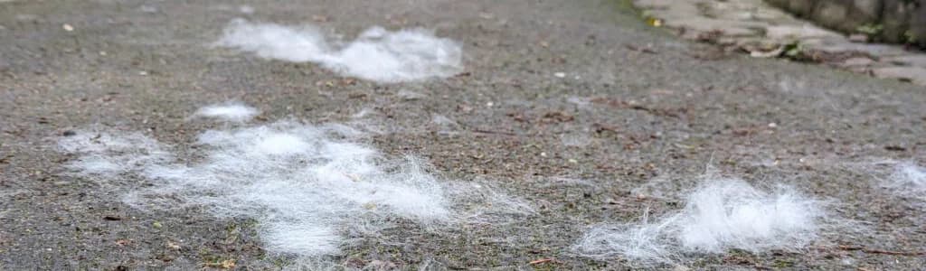 Hundefell – unterschätzte Gefahr bedroht unsere Vögel,  Mixed Breed for adoption at Herzenshunde-Hessen e.V.
