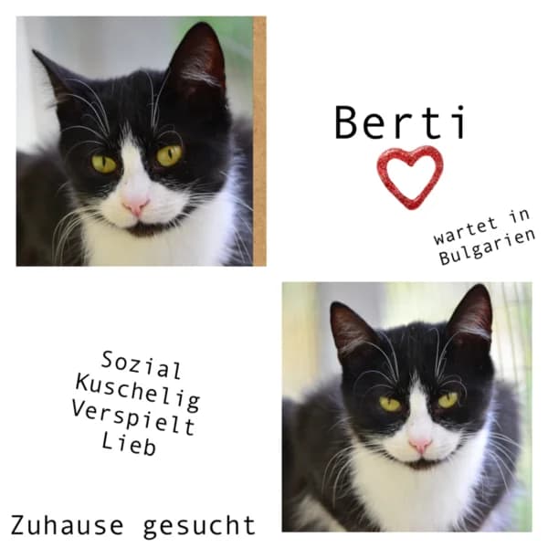BERTI, male young Mixed Breed for adoption at Herzenstiere Europa e.V.