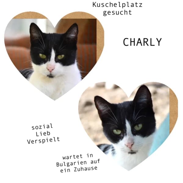 CHARLY, male 4yo Mixed Breed for adoption at Herzenstiere Europa e.V.
