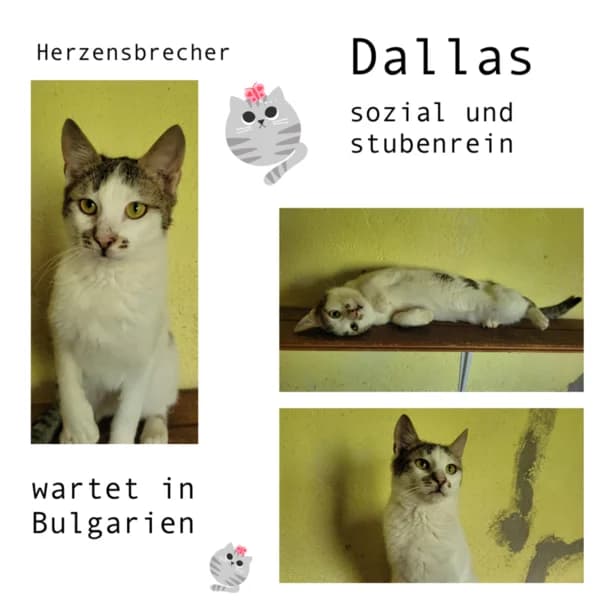 DALLAS, male young Mixed Breed for adoption at Herzenstiere Europa e.V.