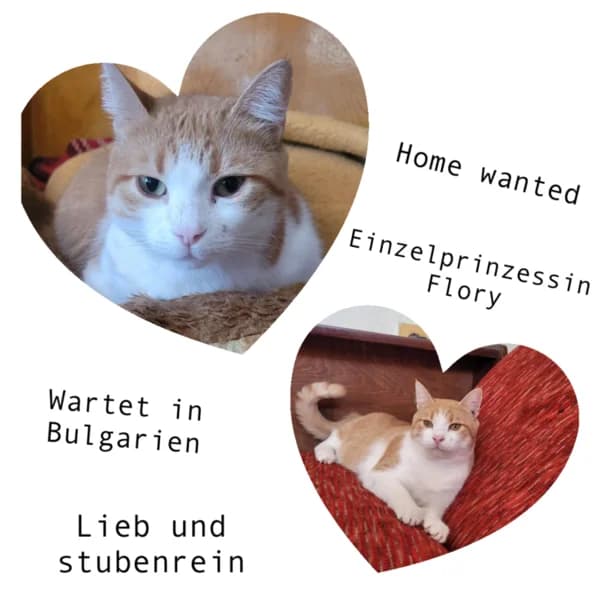 FLORY, female 6yo Mixed Breed for adoption at Herzenstiere Europa e.V.