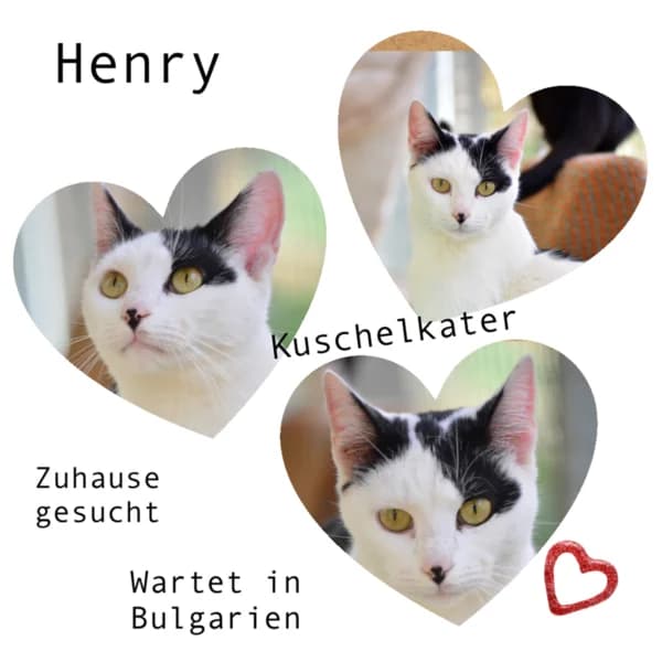 HENRY, male 4yo Mixed Breed for adoption at Herzenstiere Europa e.V.