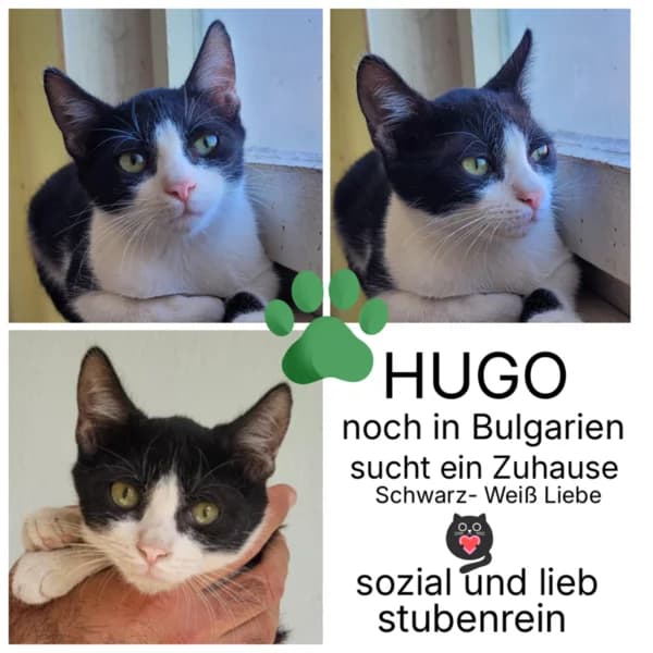 HUGO, schwarz male young Mixed Breed for adoption at Herzenstiere Europa e.V.