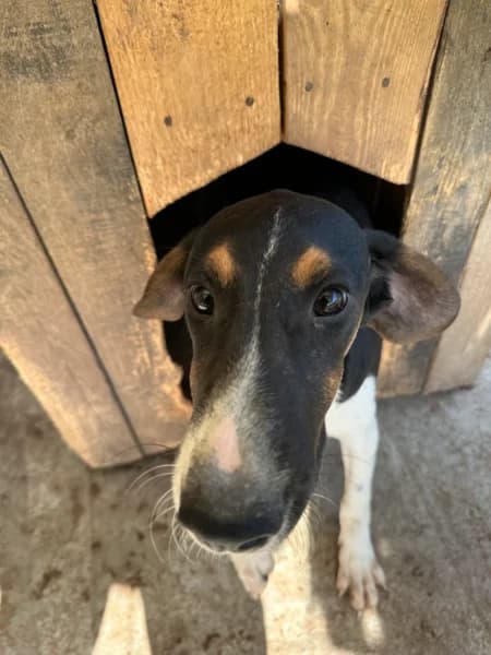 JOE, male 4yo Mixed Breed for adoption at Herzenstiere Europa e.V.