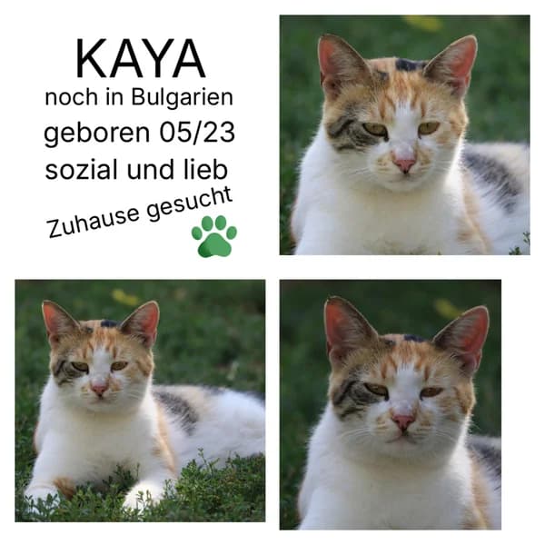 KAYA, female puppy Mixed Breed for adoption at Herzenstiere Europa e.V.