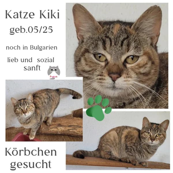 KIKI, getigert female Mixed Breed for adoption at Herzenstiere Europa e.V.