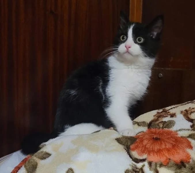 MINNIE, female 4yo Mixed Breed for adoption at Herzenstiere Europa e.V.