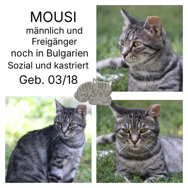 MOUSI, male Mixed Breed for adoption at Herzenstiere Europa e.V.