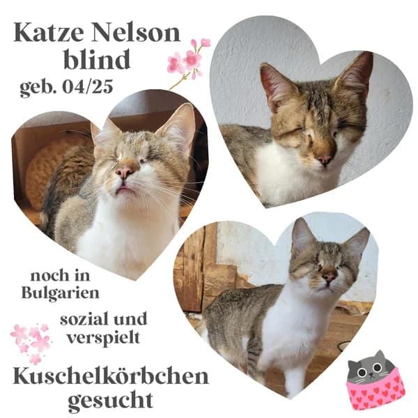 NELSON, male Mixed Breed for adoption at Herzenstiere Europa e.V.