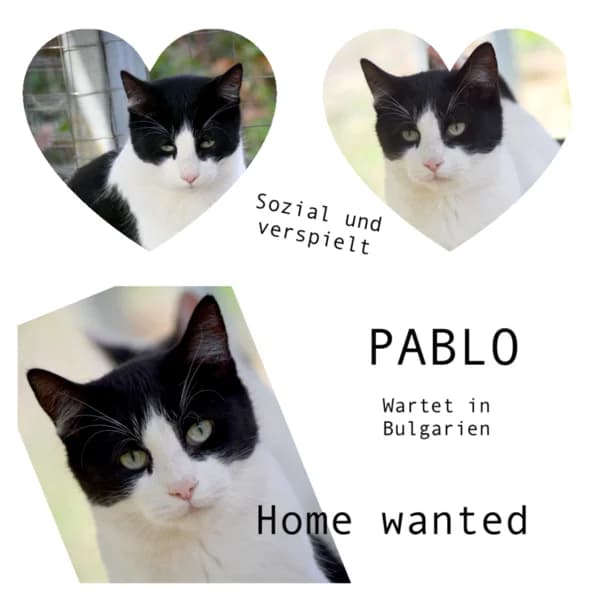 PABLO, male 4yo Mixed Breed for adoption at Herzenstiere Europa e.V.