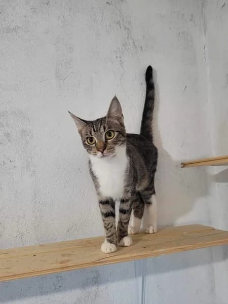 PAULA, female 3yo Mixed Breed for adoption at Herzenstiere Europa e.V.