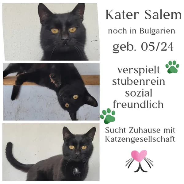 SALEM, schwarz male Mixed Breed for adoption at Herzenstiere Europa e.V.