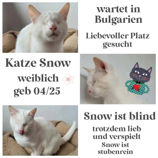 SNOW, female Mixed Breed for adoption at Herzenstiere Europa e.V.