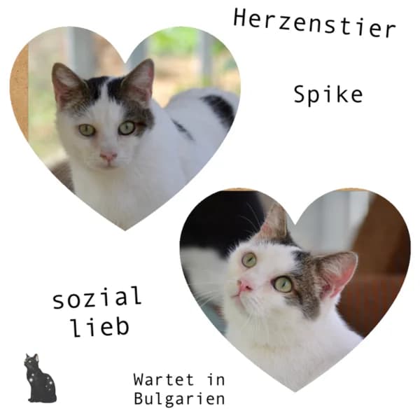 SPIKE, male 4yo Mixed Breed for adoption at Herzenstiere Europa e.V.