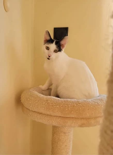 VIVY, female 4yo Mixed Breed for adoption at Herzenstiere Europa e.V.
