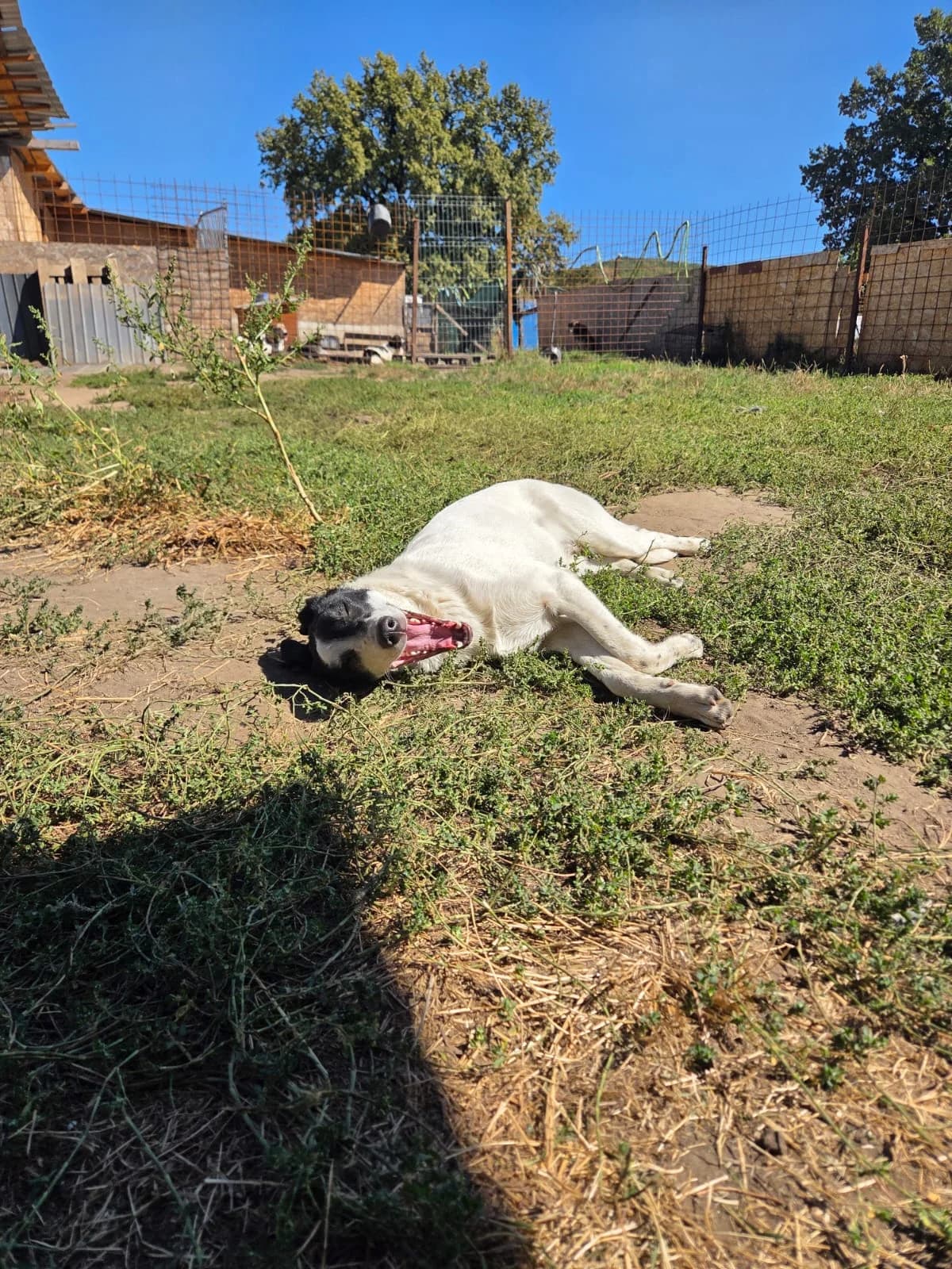 Adda, female puppy Mixed Breed for adoption at Hope for Future e.V.