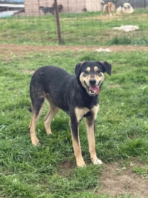 Adriana, female 3yo Mixed Breed for adoption at Hope for Future e.V.