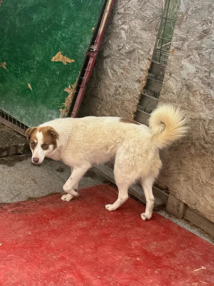 Afra, female 3yo Mixed Breed for adoption at Hope for Future e.V.
