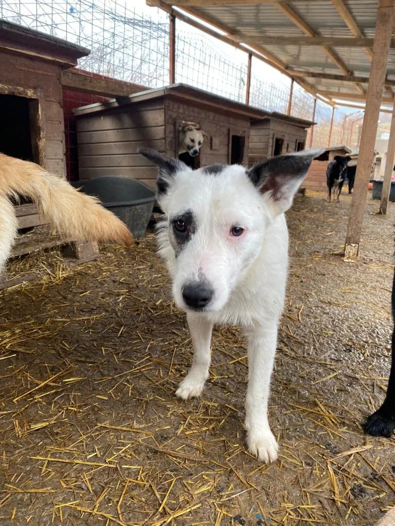 Alexandra, female 4yo Mixed Breed for adoption at Hope for Future e.V.