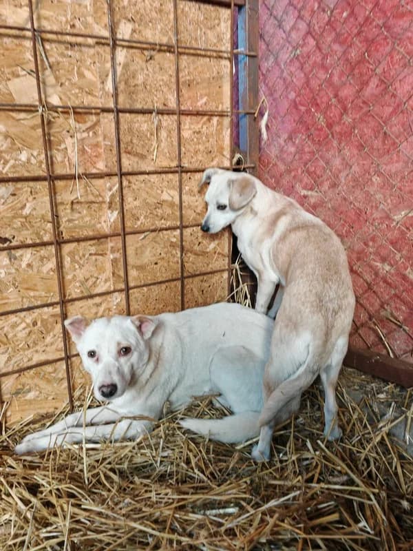 Ally, female young Mixed Breed for adoption at Hope for Future e.V.