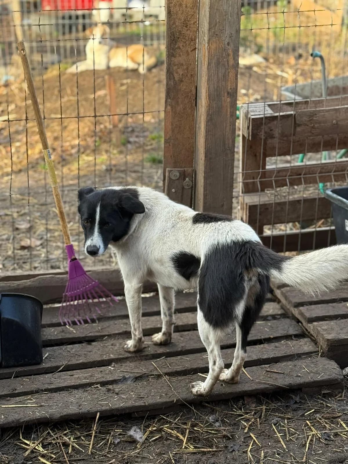 Aloisia, female 4yo Mixed Breed for adoption at Hope for Future e.V.