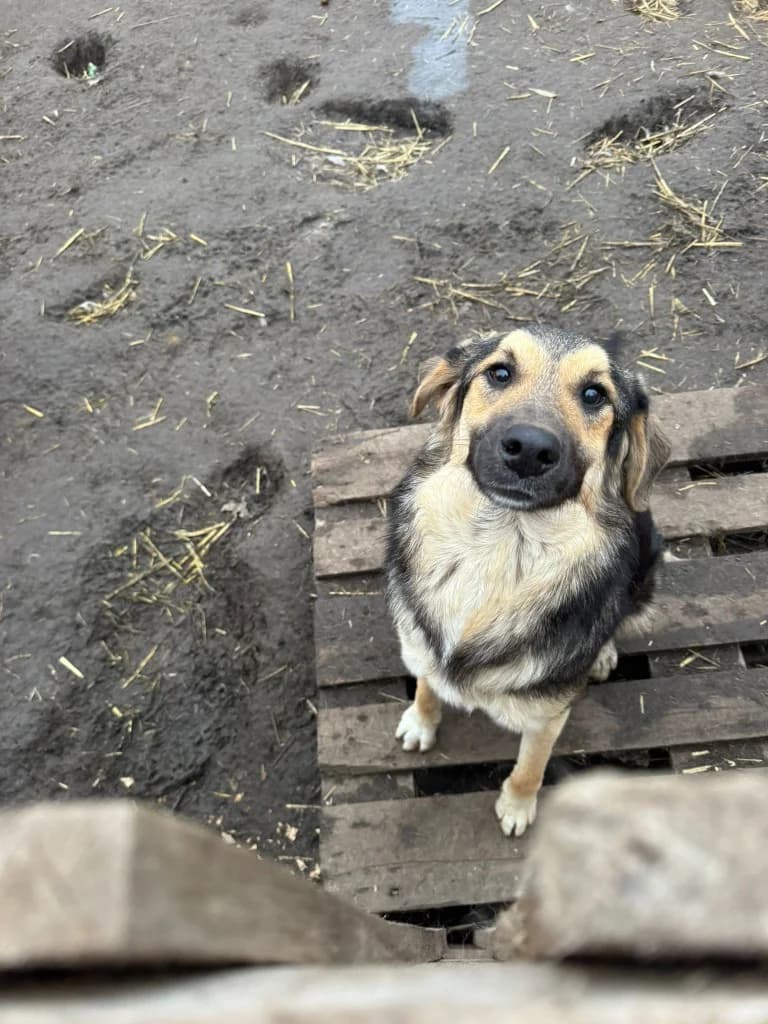 Amara, female 3yo Mixed Breed for adoption at Hope for Future e.V.