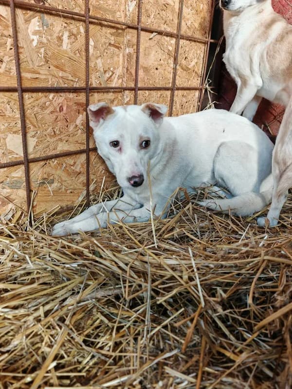 Anela, female young Mixed Breed for adoption at Hope for Future e.V.