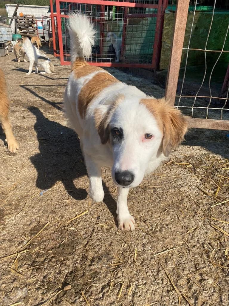 Anne, female 4yo Mixed Breed for adoption at Hope for Future e.V.