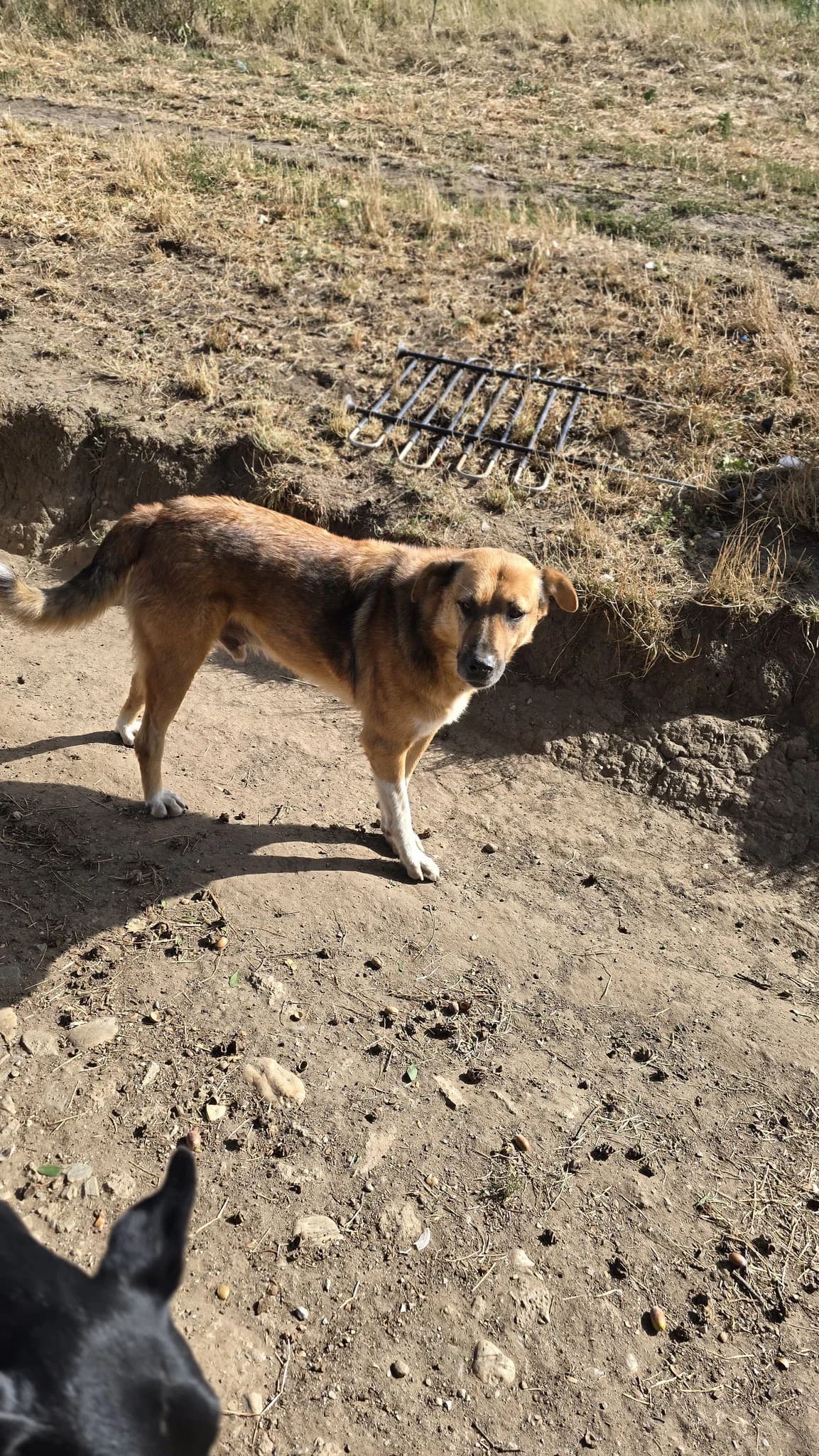Anton, male 6yo Mixed Breed for adoption at Hope for Future e.V.