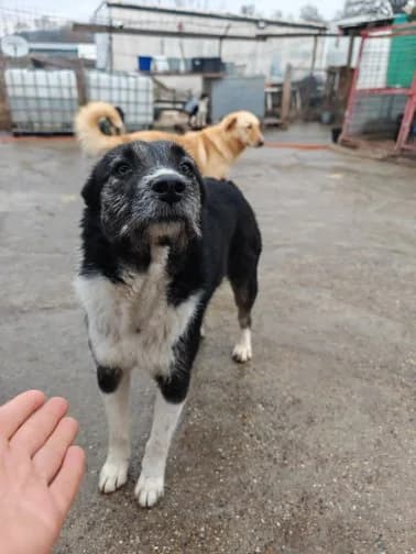 Arista,  5yo Mixed Breed for adoption at Hope for Future e.V.