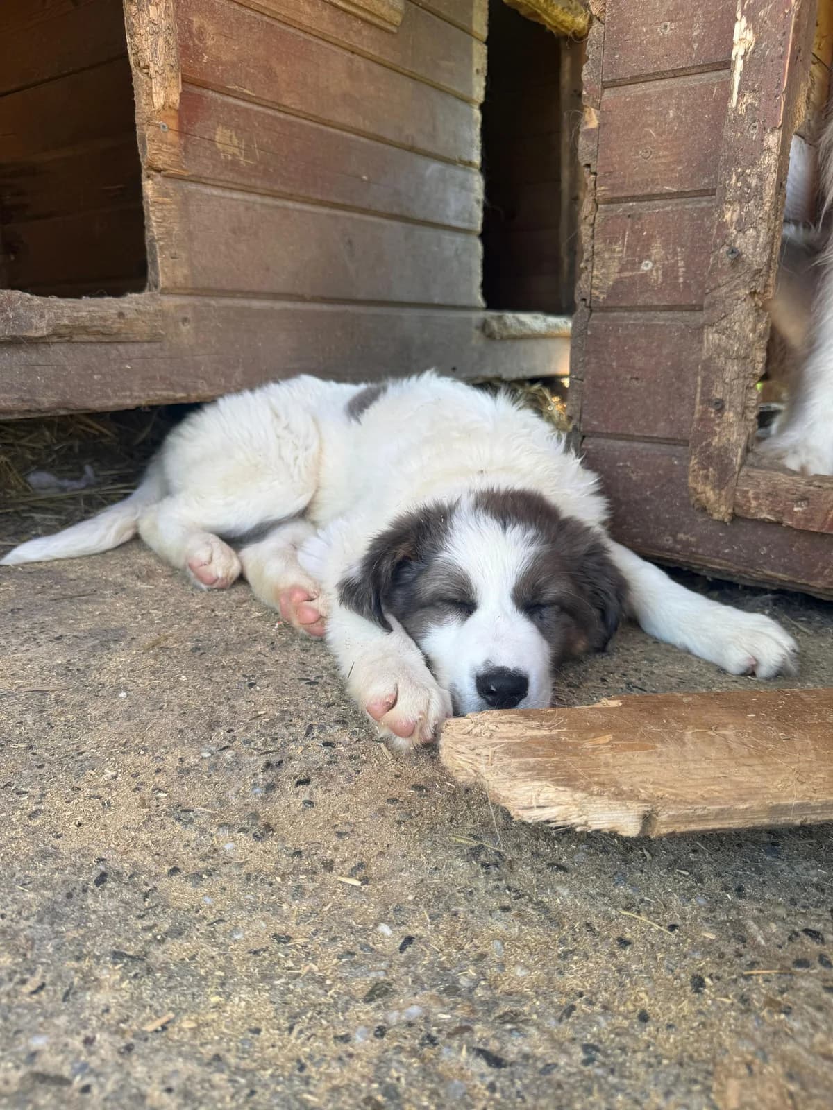 Arlo, weiß female puppy Mixed Breed for adoption at Hope for Future e.V.
