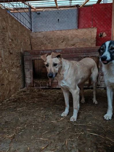 Arno, male senior Mixed Breed for adoption at Hope for Future e.V.