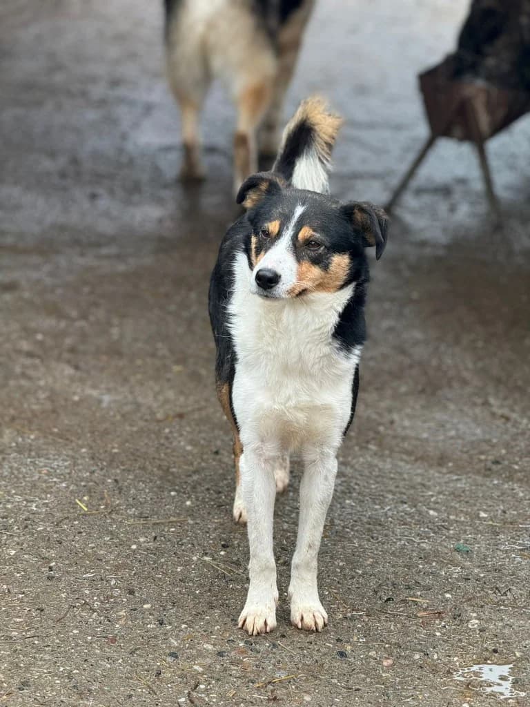Arthur,  7yo Mixed Breed for adoption at Hope for Future e.V.