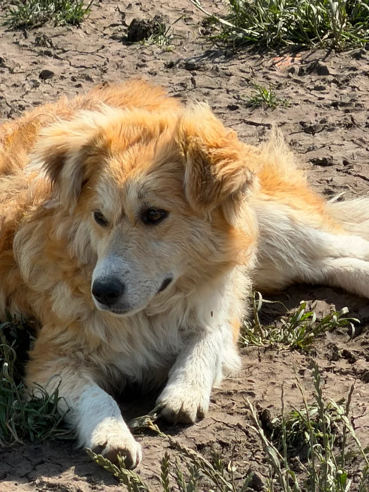 Aruba, puppy Mixed Breed for adoption at Hope for Future e.V.