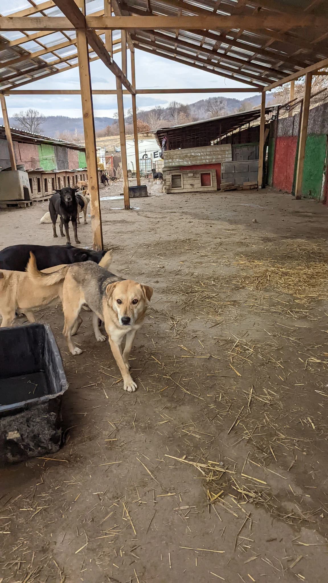 Aruna, female senior Mixed Breed for adoption at Hope for Future e.V.