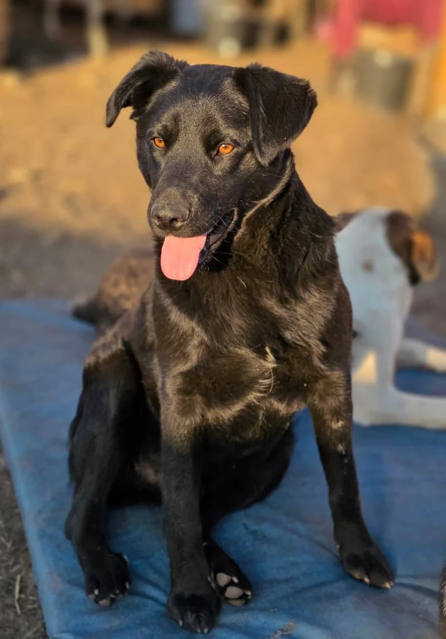 Asco, male young Mixed Breed for adoption at Hope for Future e.V.