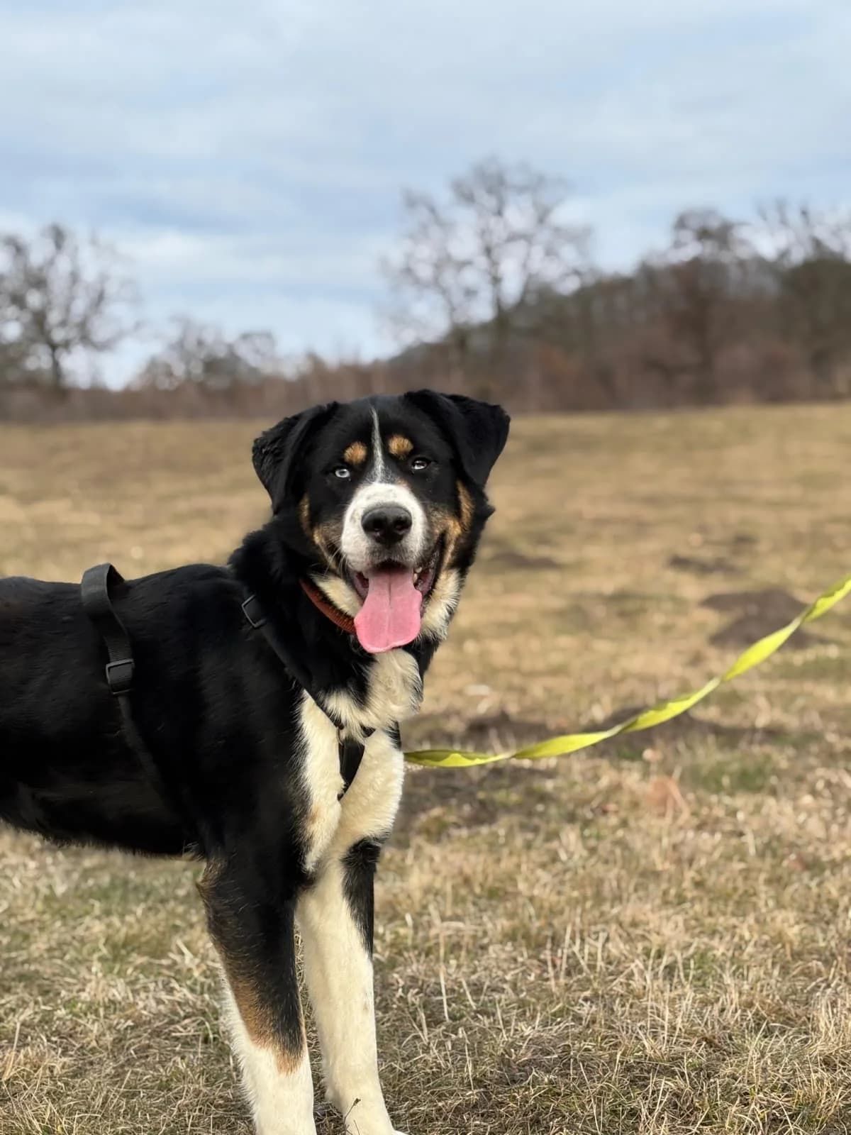 Askar, male young Mixed Breed for adoption at Hope for Future e.V.