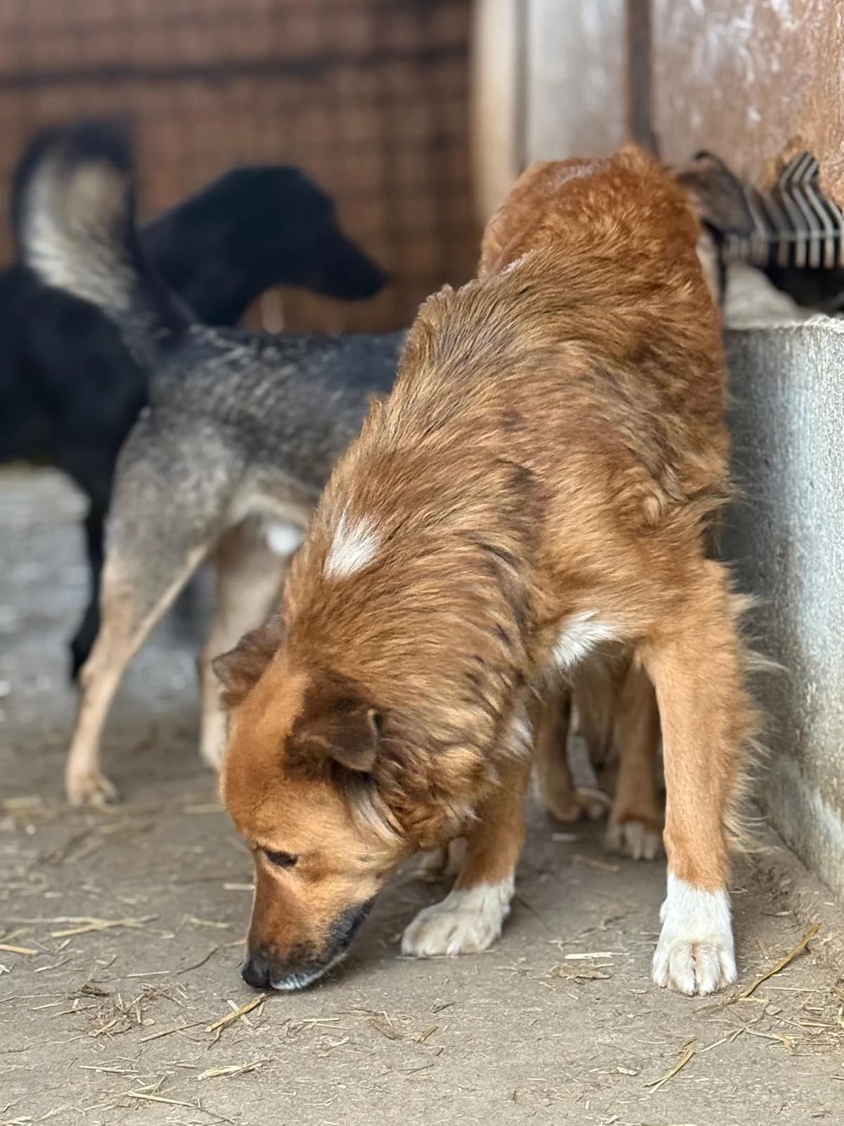 Astor, male 3yo Mixed Breed for adoption at Hope for Future e.V.