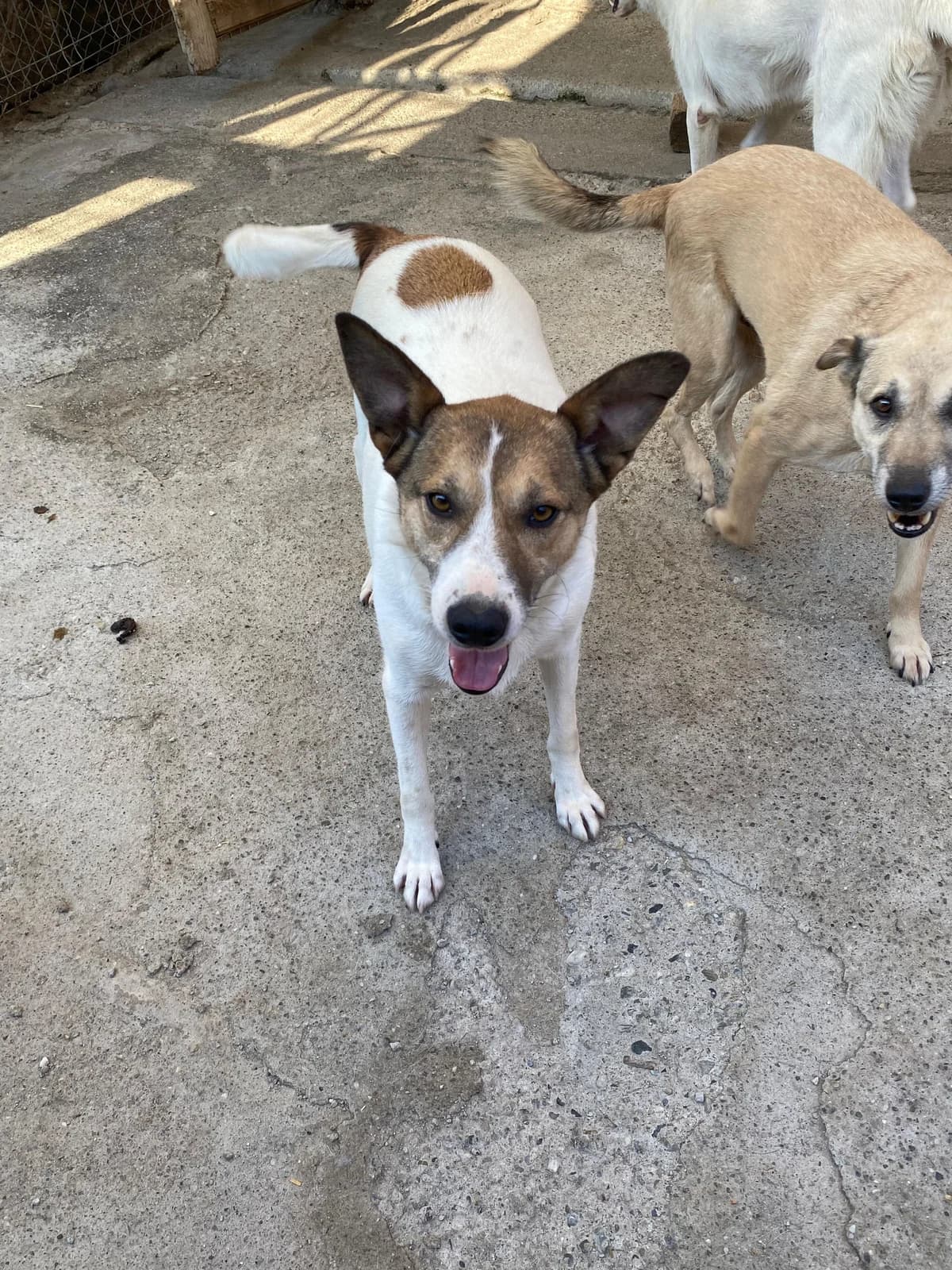 Ava, female 5yo Mixed Breed for adoption at Hope for Future e.V.