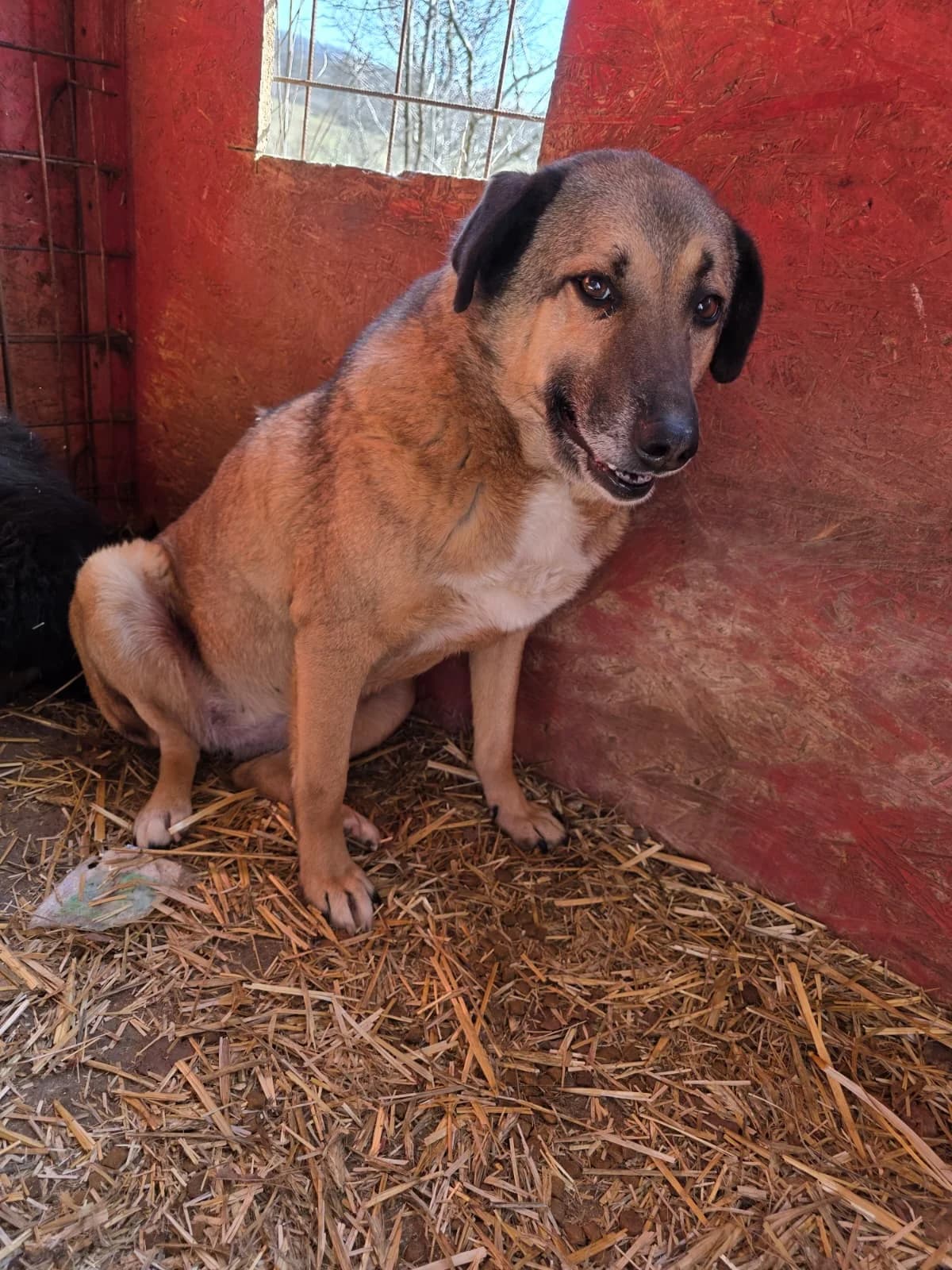 Babsi, female senior Mixed Breed for adoption at Hope for Future e.V.