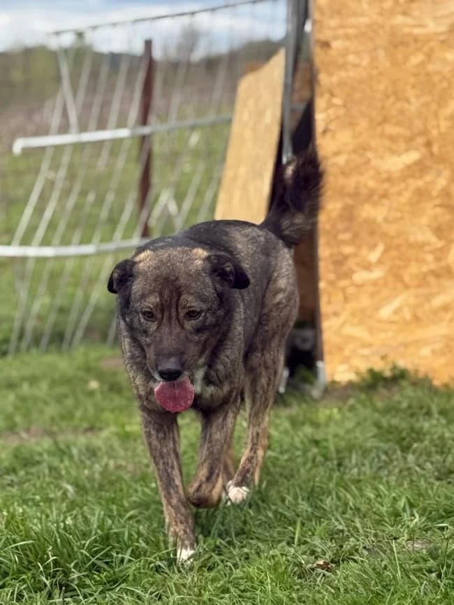 Badges,  3yo Mixed Breed for adoption at Hope for Future e.V.